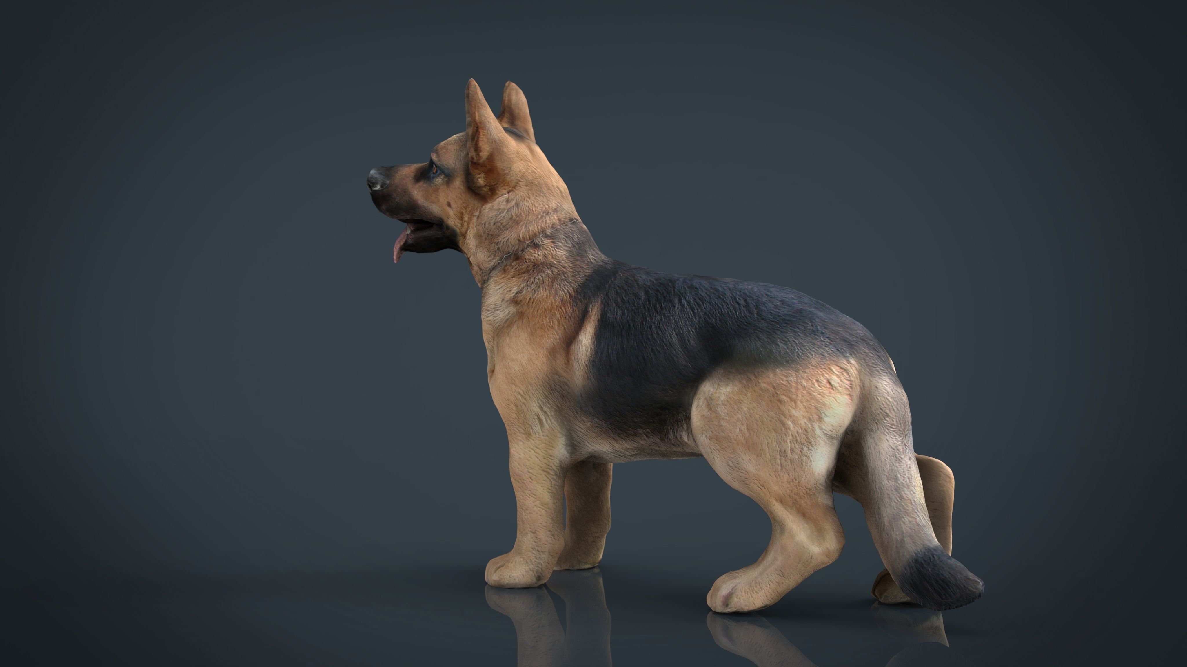 German shepherd Low-poly 3D model_7