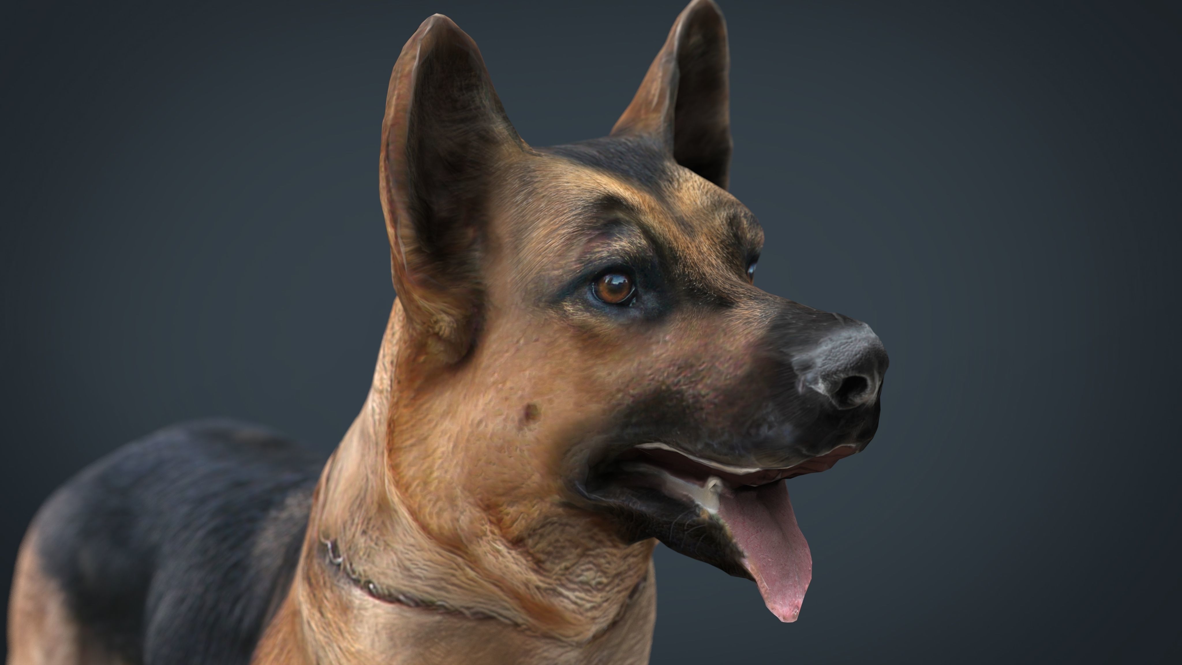 German shepherd Low-poly 3D model_16