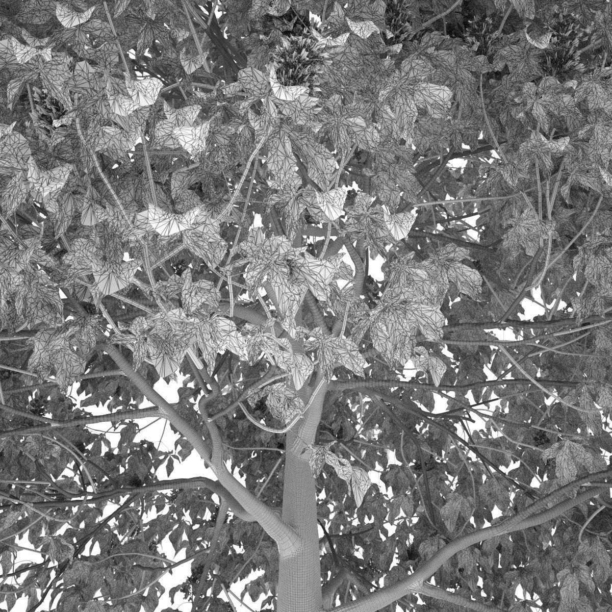 Aesculus x carnea 201SP FL 3D model_8