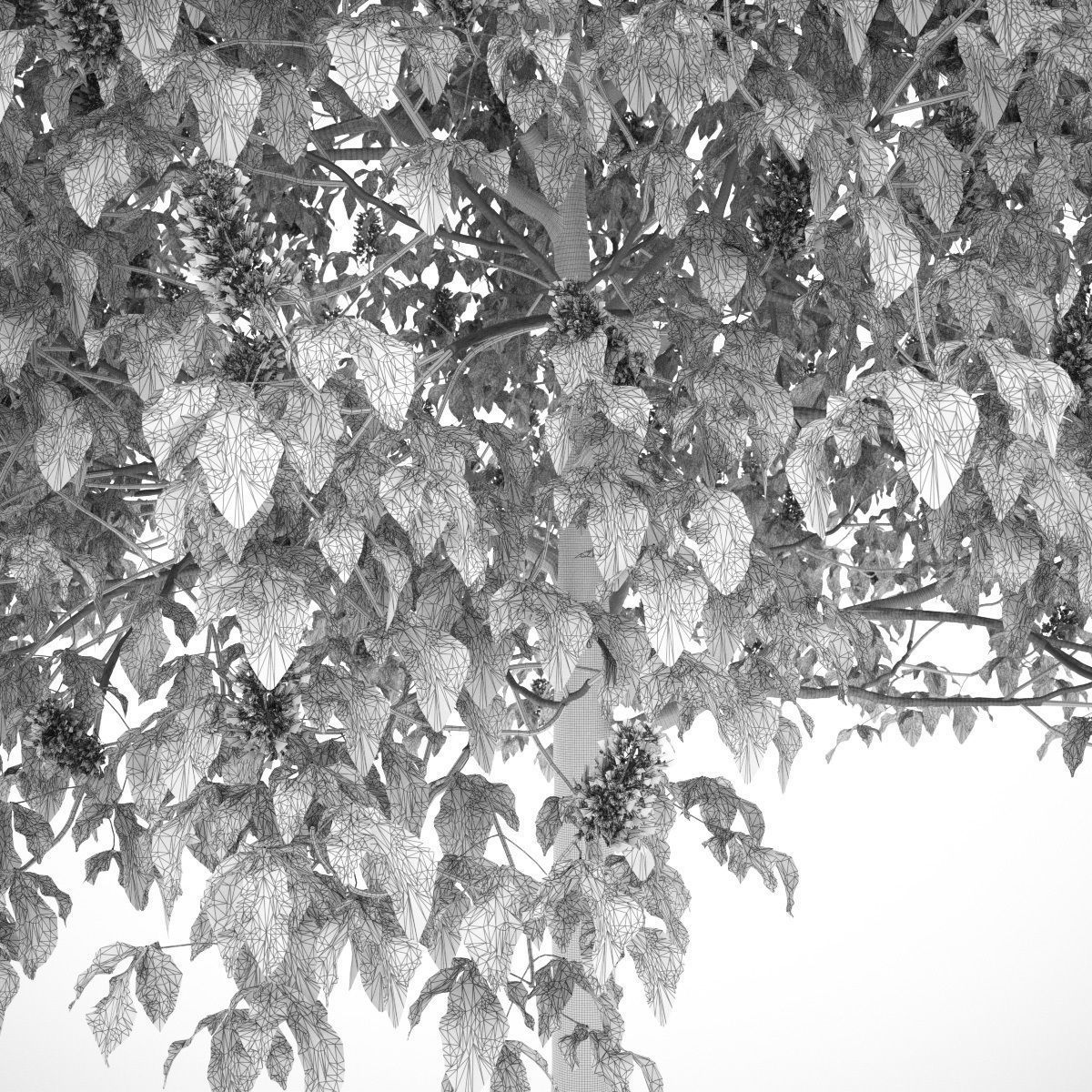 Aesculus x carnea 201SP FL 3D model_6