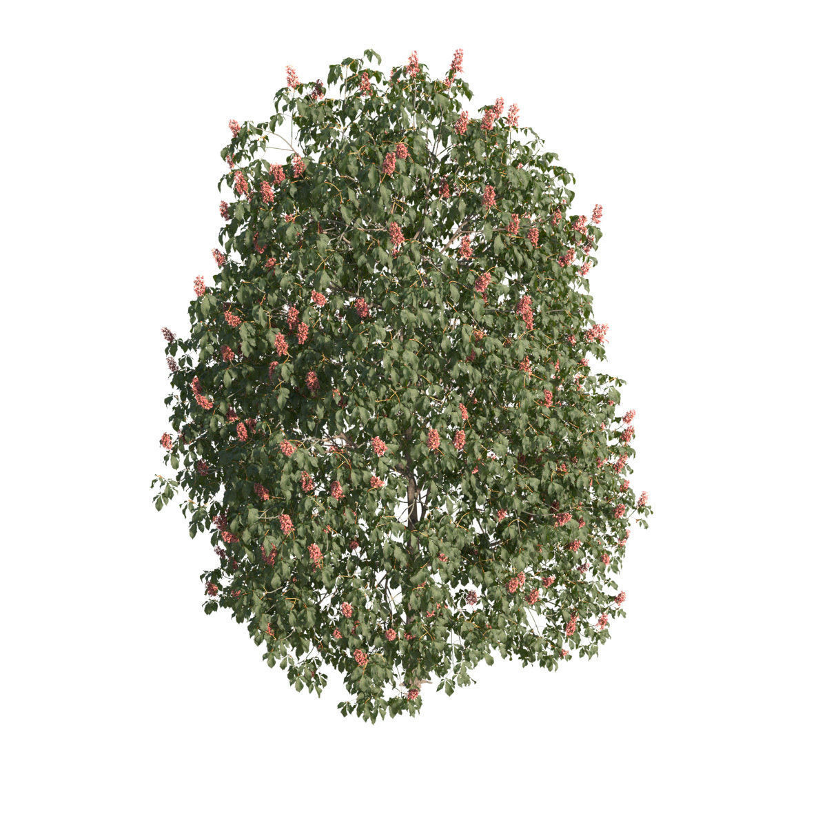 Aesculus x carnea 201SP FL 3D model_2