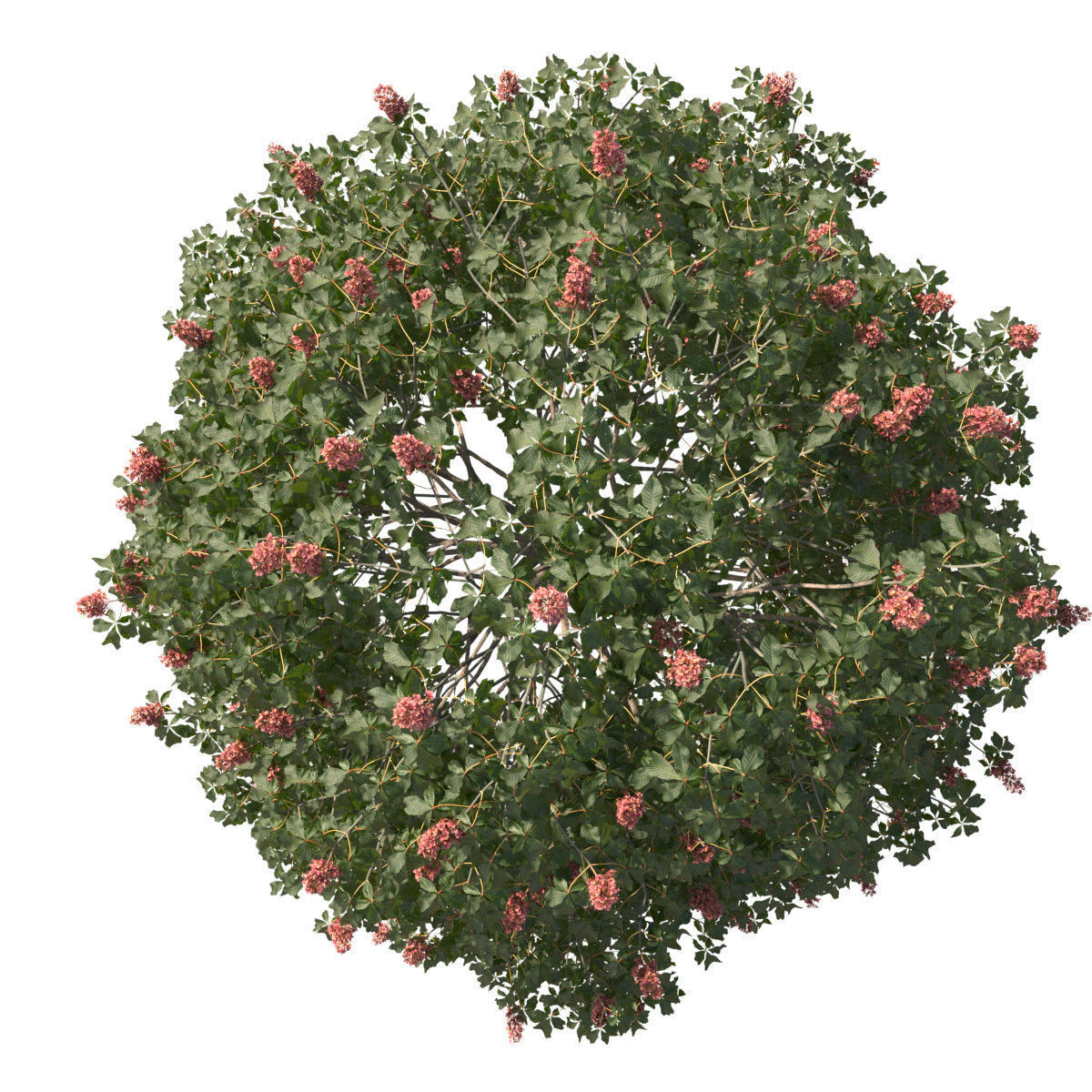 Aesculus x carnea 201SP FL 3D model_3