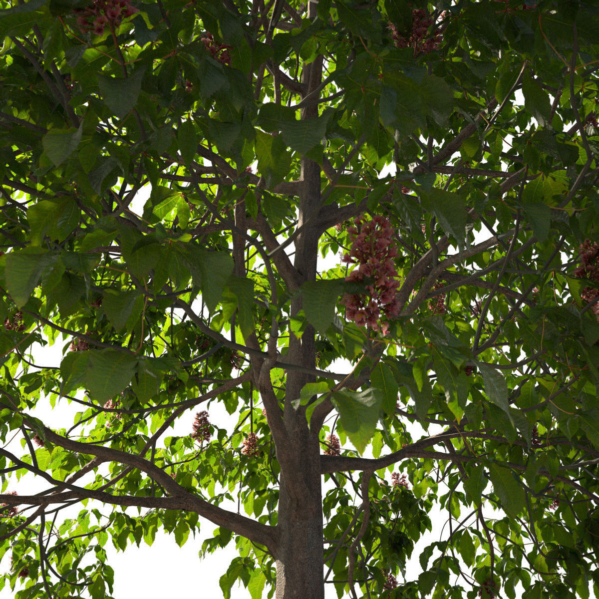 Aesculus x carnea 201SP FL 3D model_5