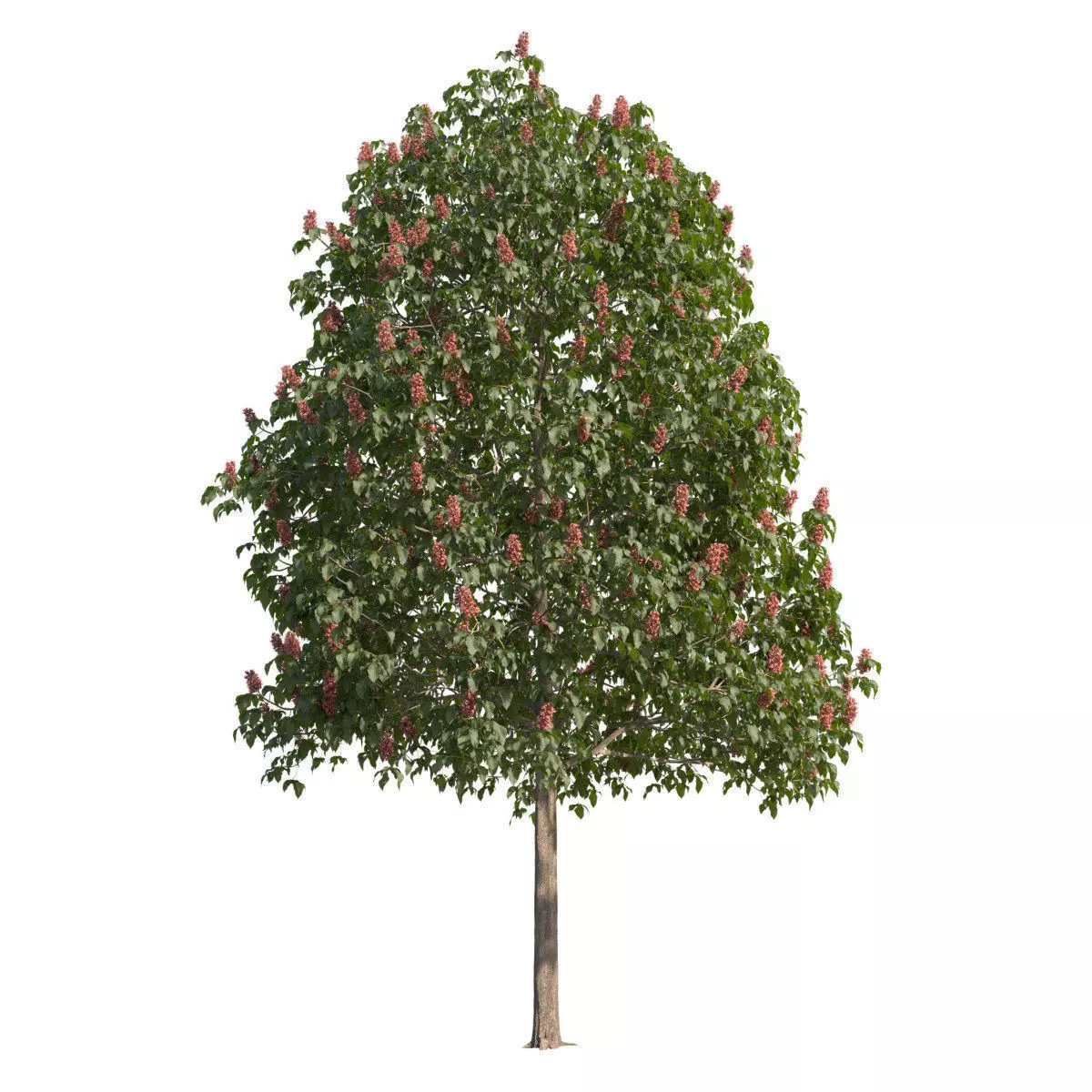 Aesculus x carnea 201SP FL 3D model_0