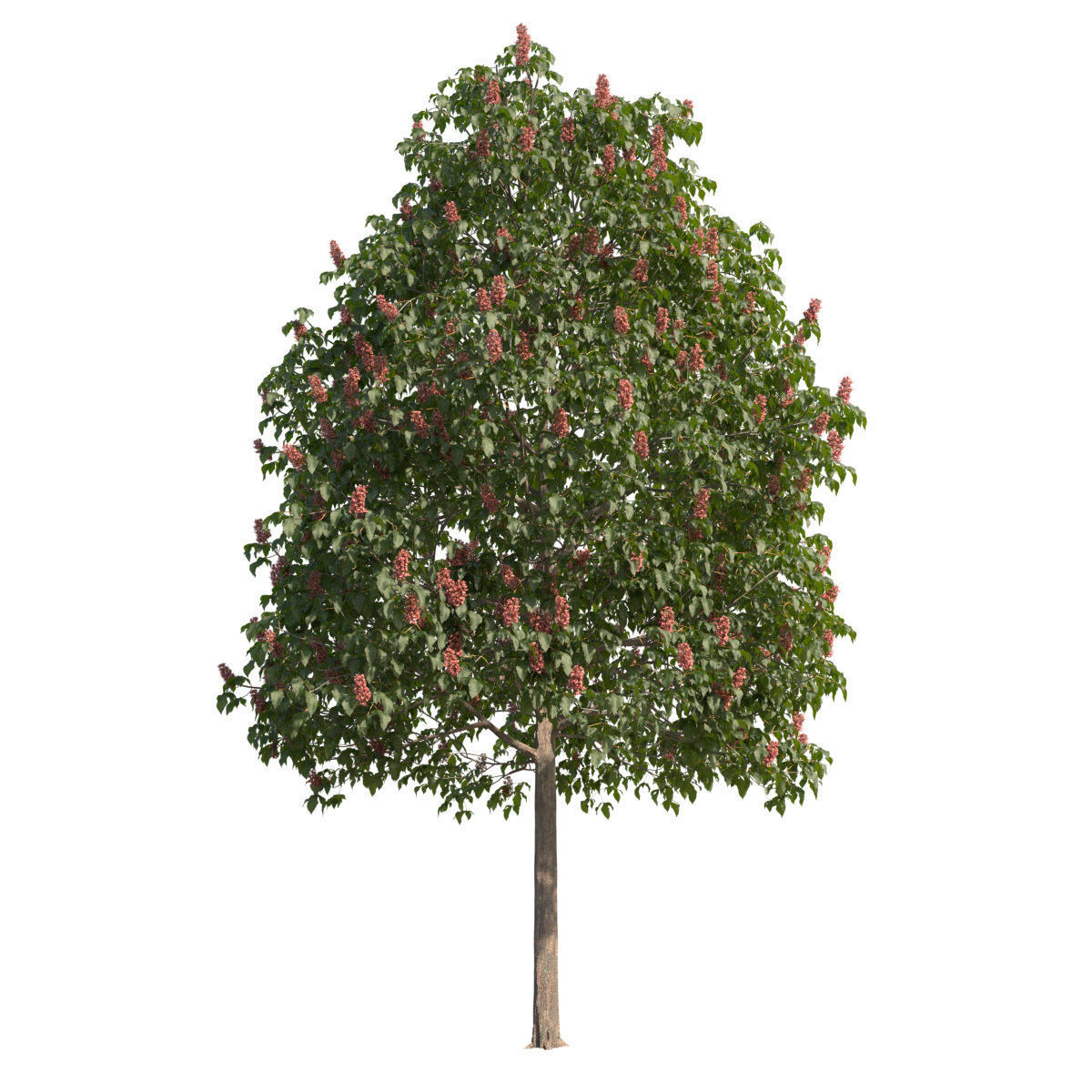 Aesculus x carnea 201SP FL 3D model_1