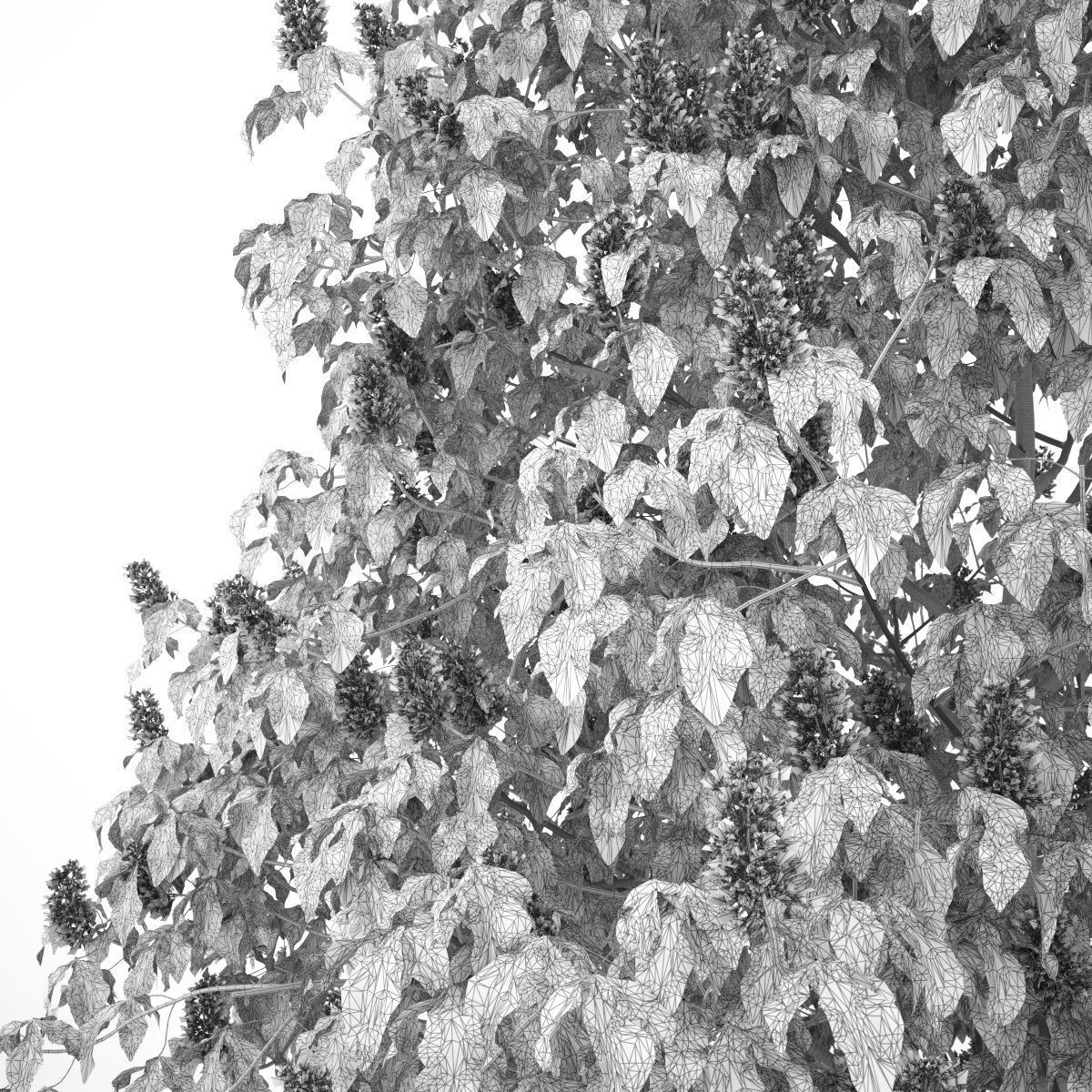 Aesculus x carnea 201SP FL 3D model_7