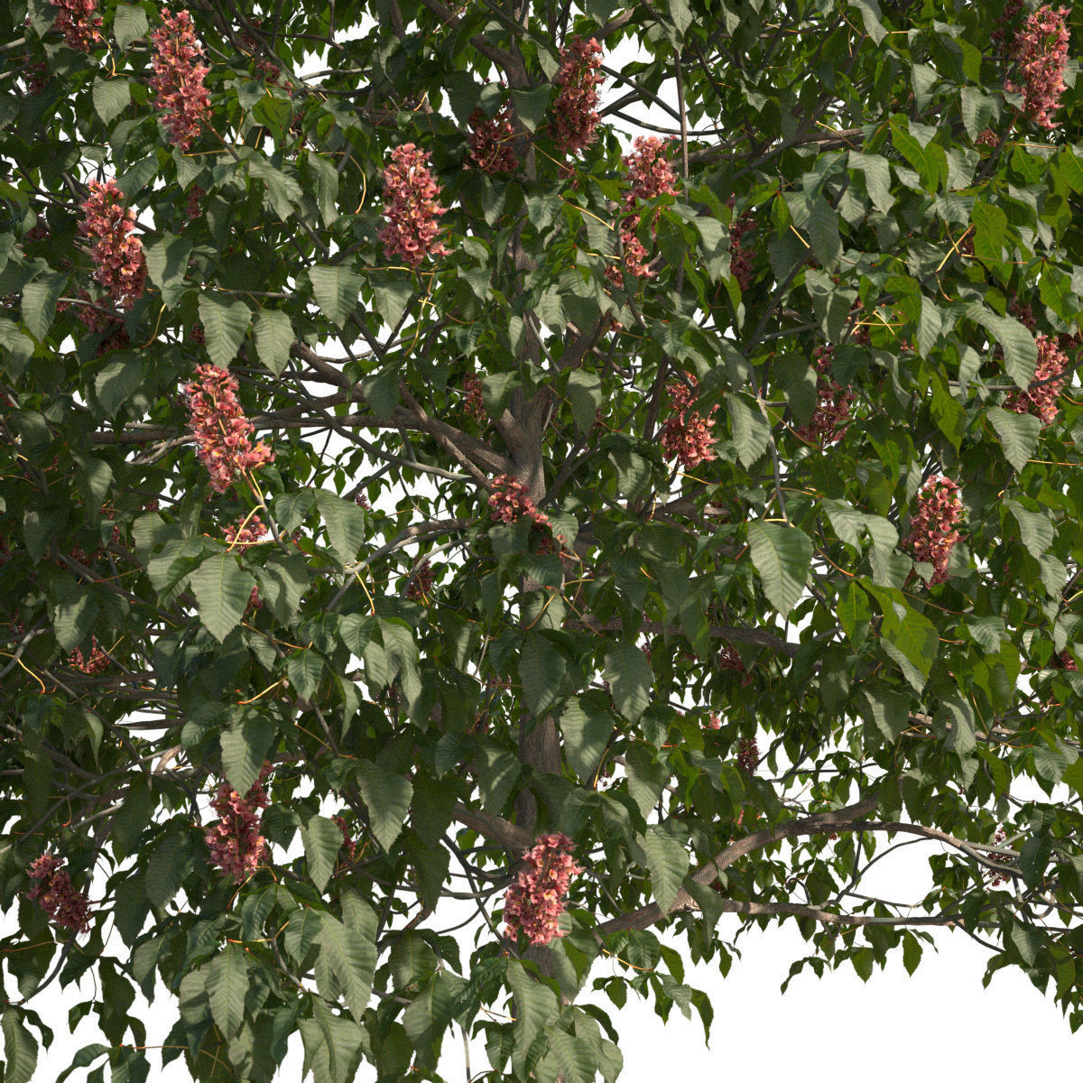 Aesculus x carnea 201SP FL 3D model_4