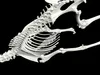 Big Horn Sheep ANATOMY Skeleton BONES TEETH JAW SKULL 3D model 3D ...