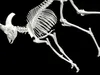 Big Horn Sheep ANATOMY Skeleton BONES TEETH JAW SKULL 3D model 3D ...