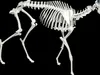 Big Horn Sheep ANATOMY Skeleton BONES TEETH JAW SKULL 3D model 3D ...