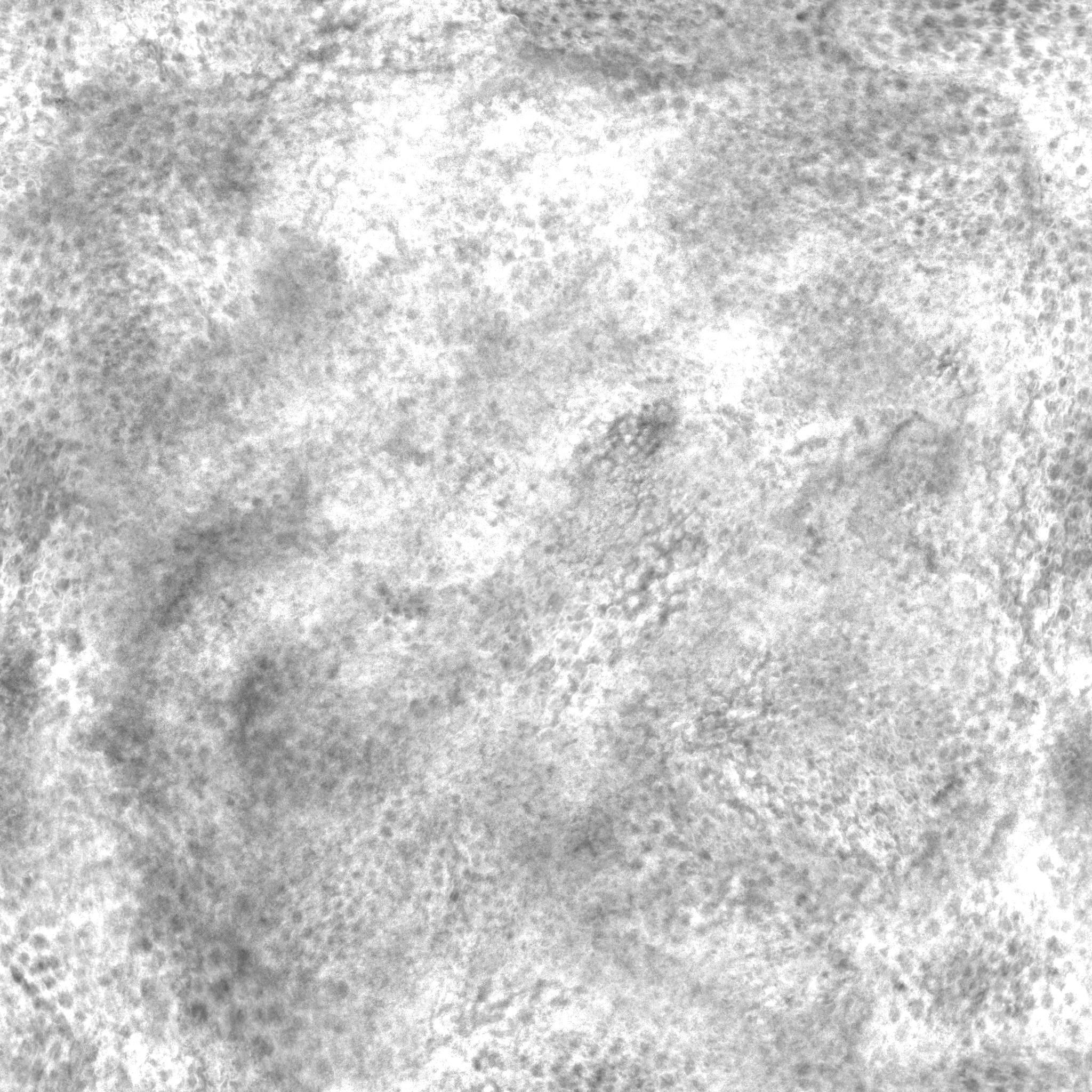 Great white Shark 3D model_7