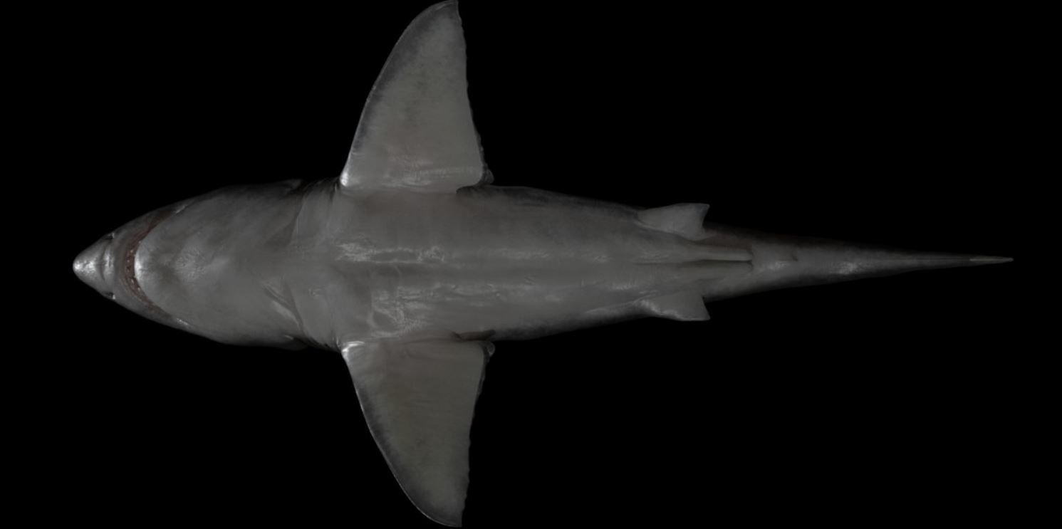 Great white Shark 3D model_5