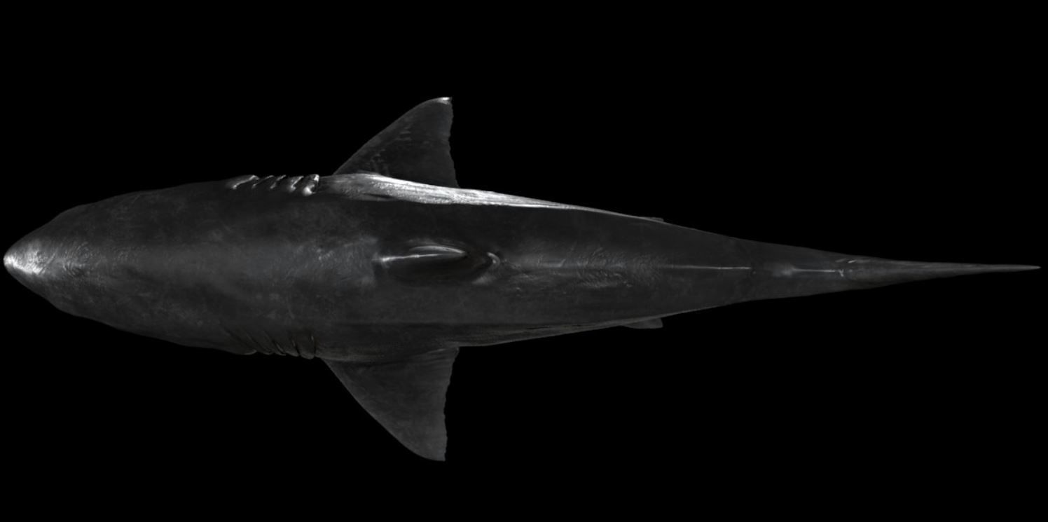 Great white Shark 3D model_6