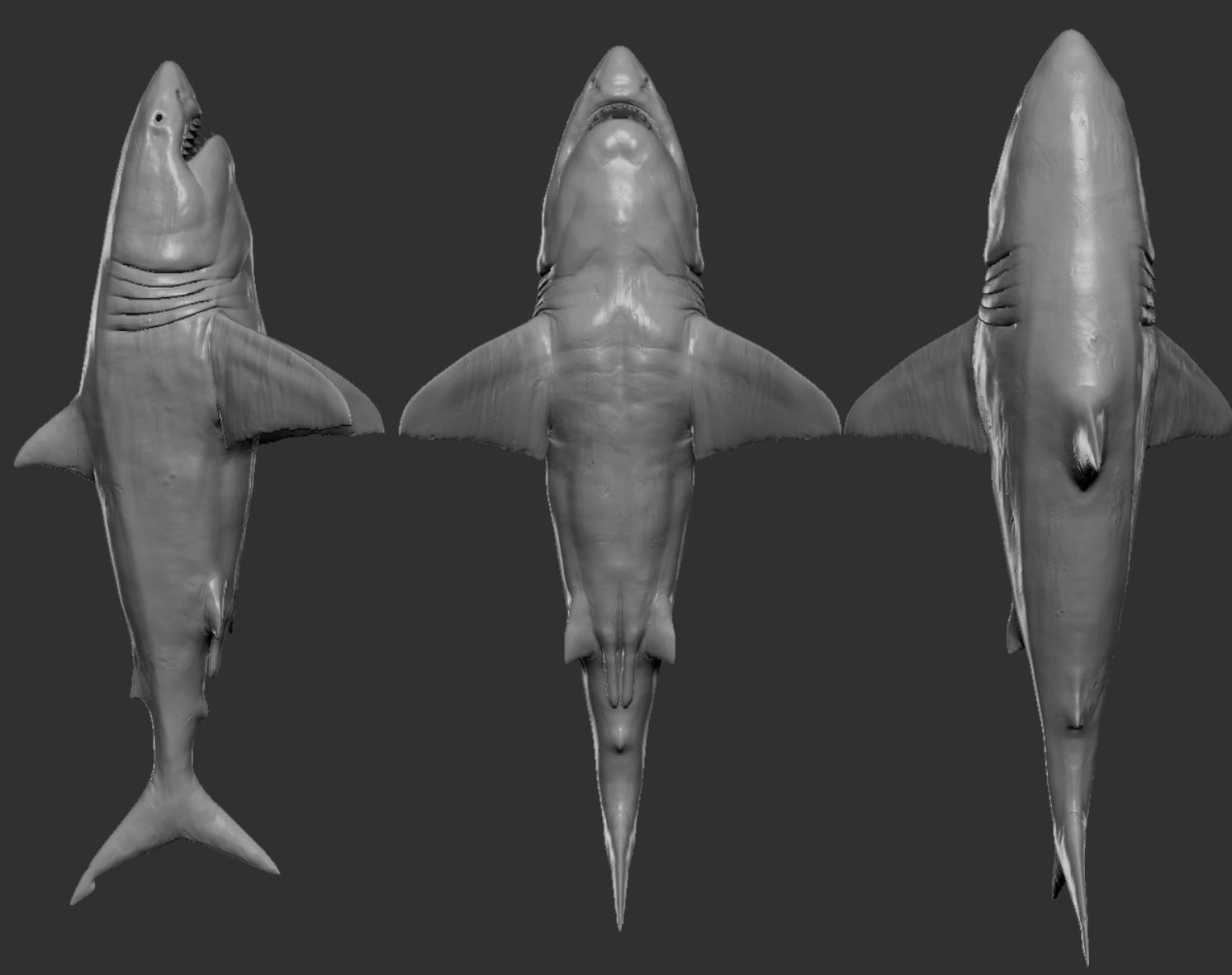 Great white Shark 3D model_2