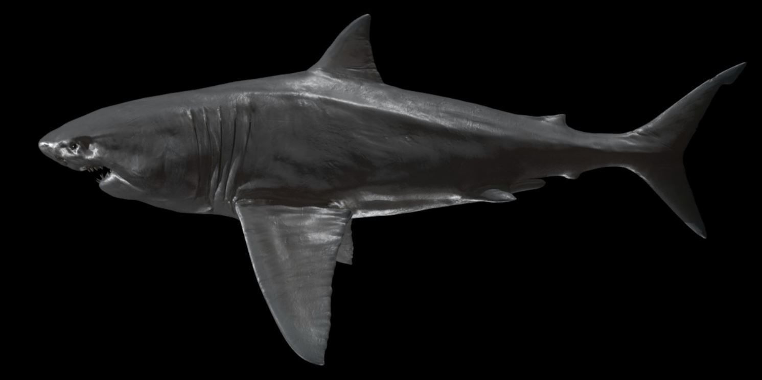 Great white Shark 3D model_4