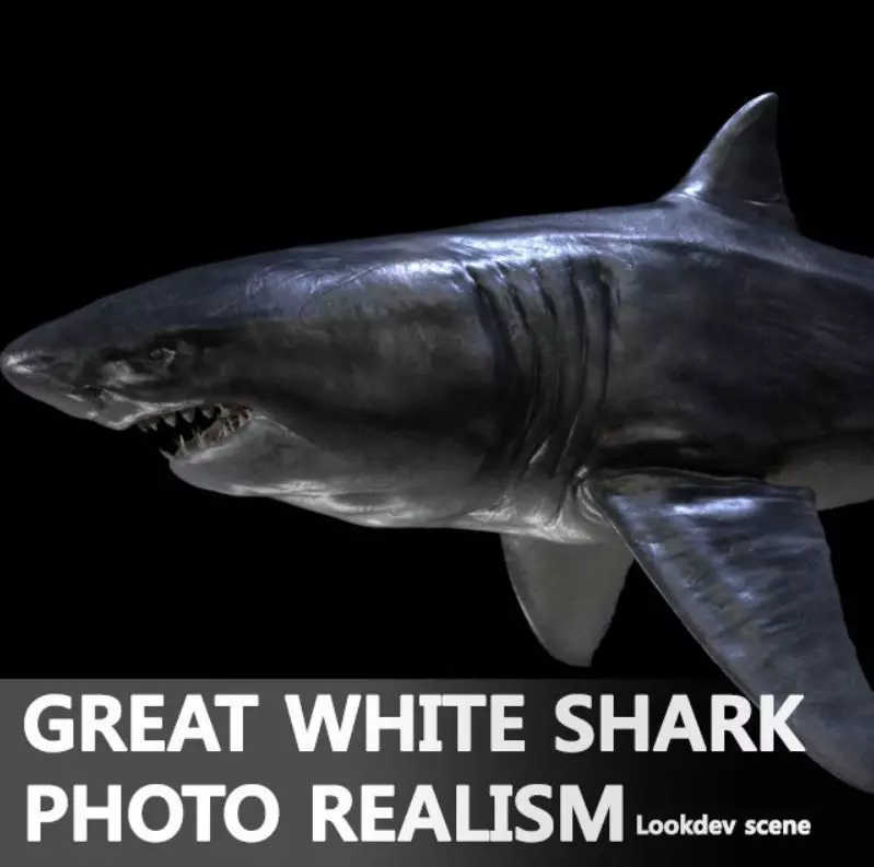 Great white Shark 3D model_0