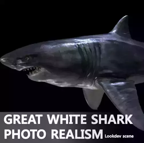 Great white Shark 3D model