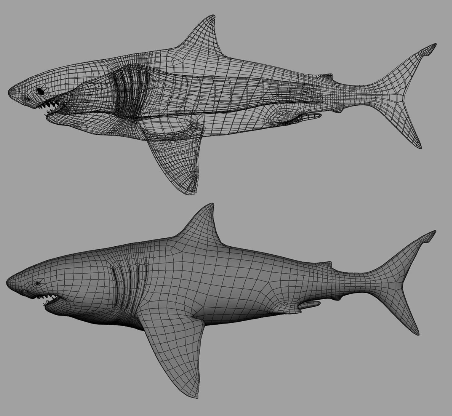 Great white Shark 3D model_1