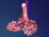Human Alveoli and Respiratory System 3D model | CGTrader