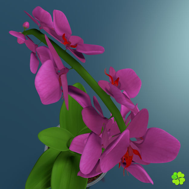Orchid plant low poly Low-poly 3D model_9