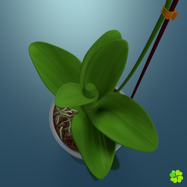 Orchid plant low poly Low-poly 3D model_5