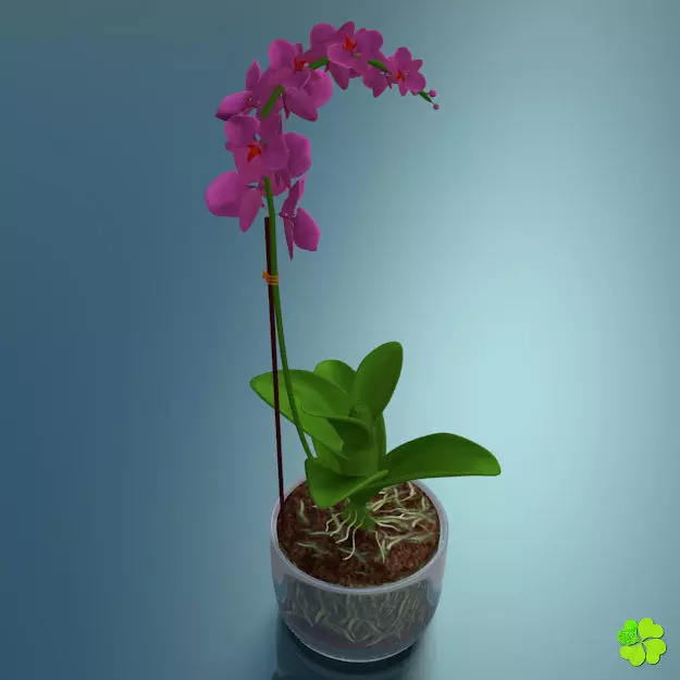 Orchid plant low poly Low-poly 3D model_0