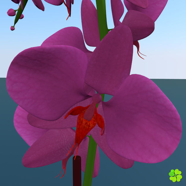 Orchid plant low poly Low-poly 3D model_12