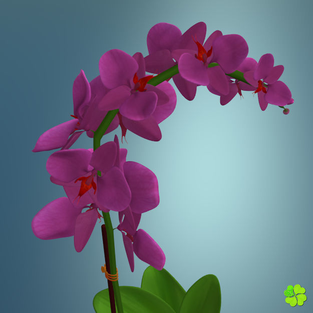 Orchid plant low poly Low-poly 3D model_1