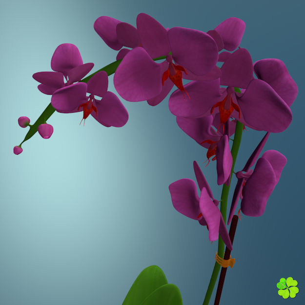 Orchid plant low poly Low-poly 3D model_4