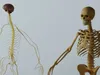 3D model Human Male Anatomy 3D Model VR / AR / low-poly | CGTrader