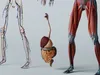 3D model Human Male Anatomy 3D Model VR / AR / low-poly | CGTrader