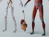 3D model Human Male Anatomy 3D Model VR / AR / low-poly | CGTrader