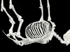 Mule DONKEY GOAT ANATOMY Skeleton BONES HORSE SKULL 3D model 3D ...