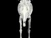 Mule DONKEY GOAT ANATOMY Skeleton BONES HORSE SKULL 3D model 3D ...