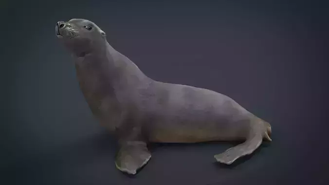 Realitic Seal  Low-poly 3D model