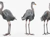 Birds Collection 3 3D Model Pack | CGTrader