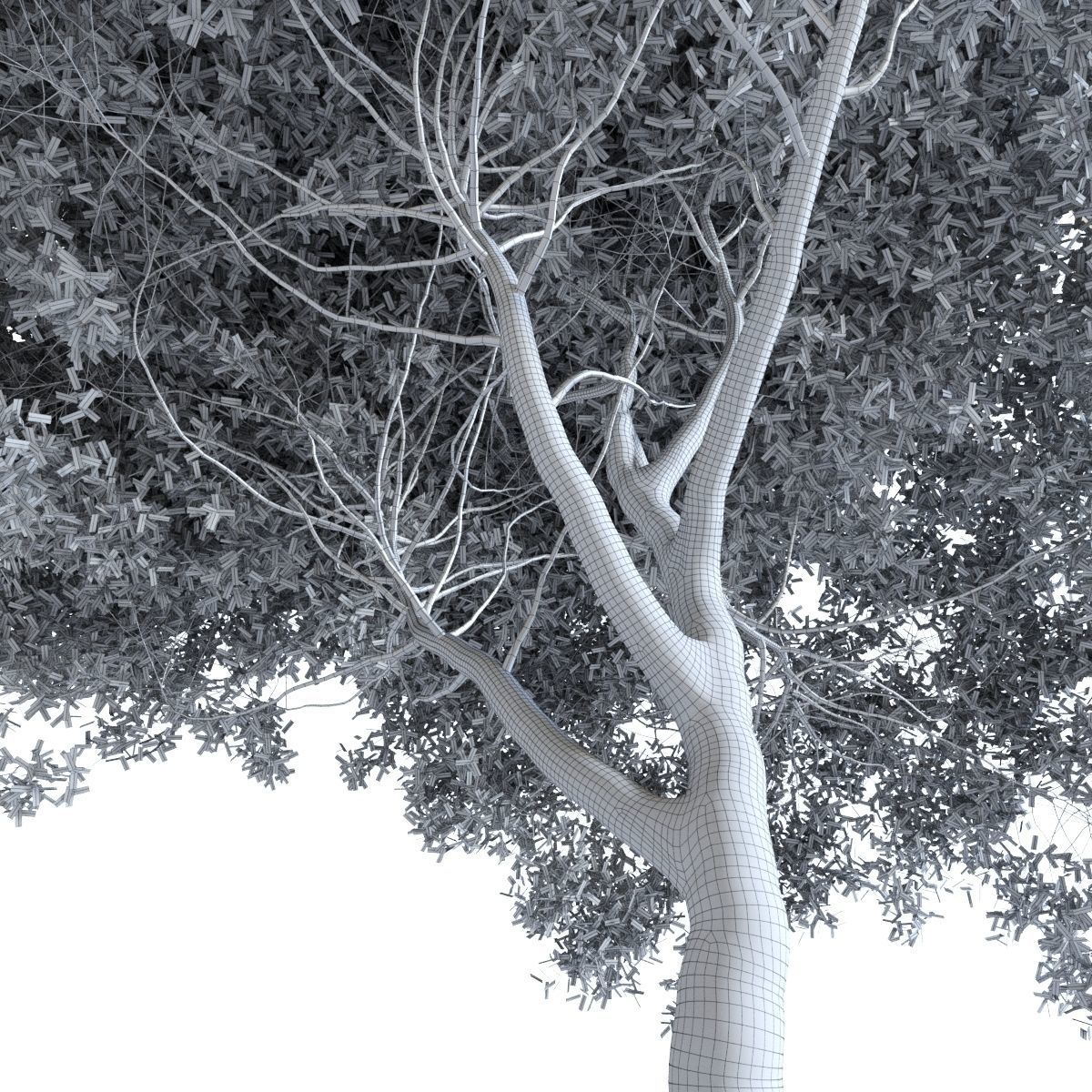 Salix Fragilis - Willow Spherical 3D model_2