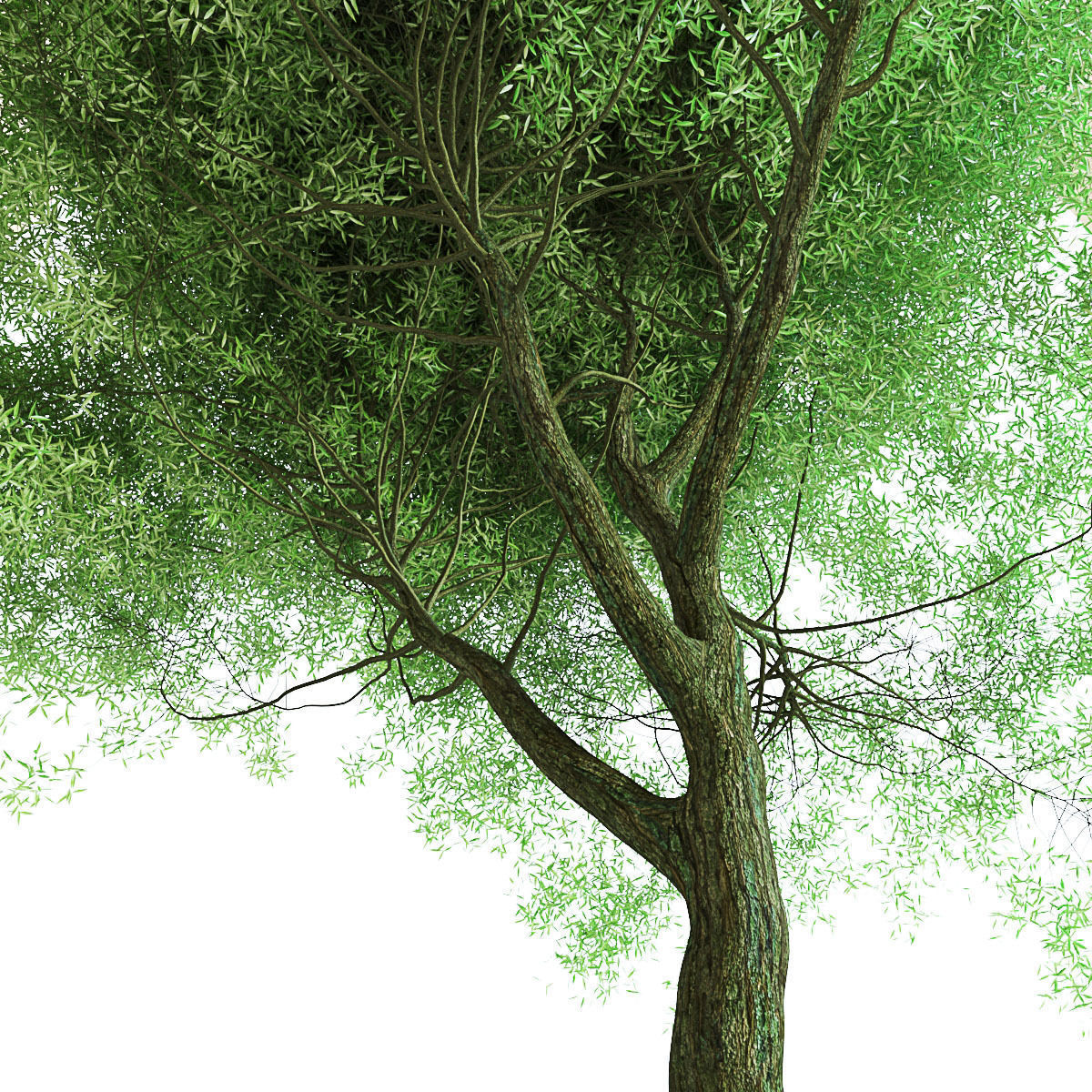 Salix Fragilis - Willow Spherical 3D model_1