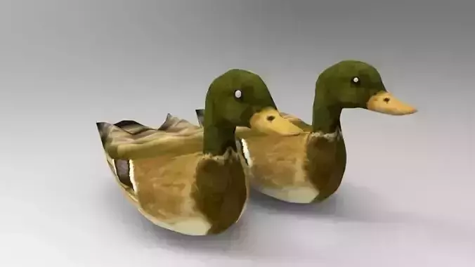 Swimming Ducks