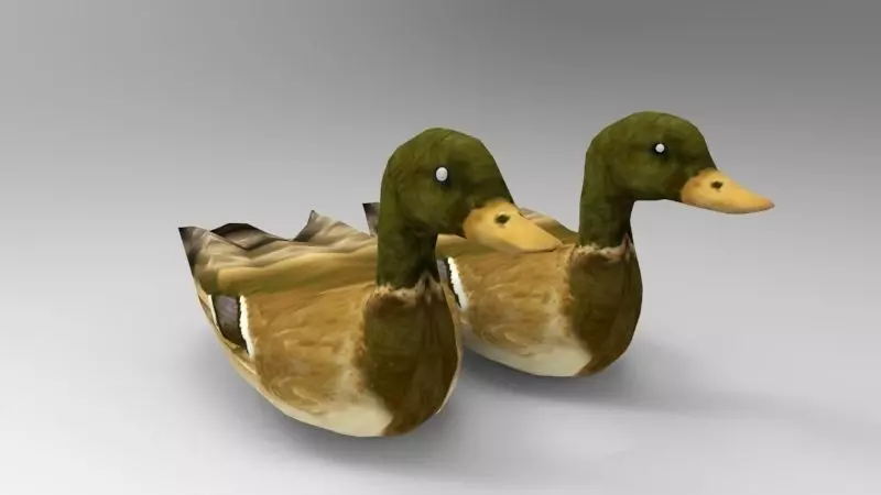 Swimming Ducks Low-poly 3D model