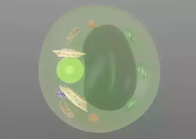 Scientific model of a Plant Cell 3D