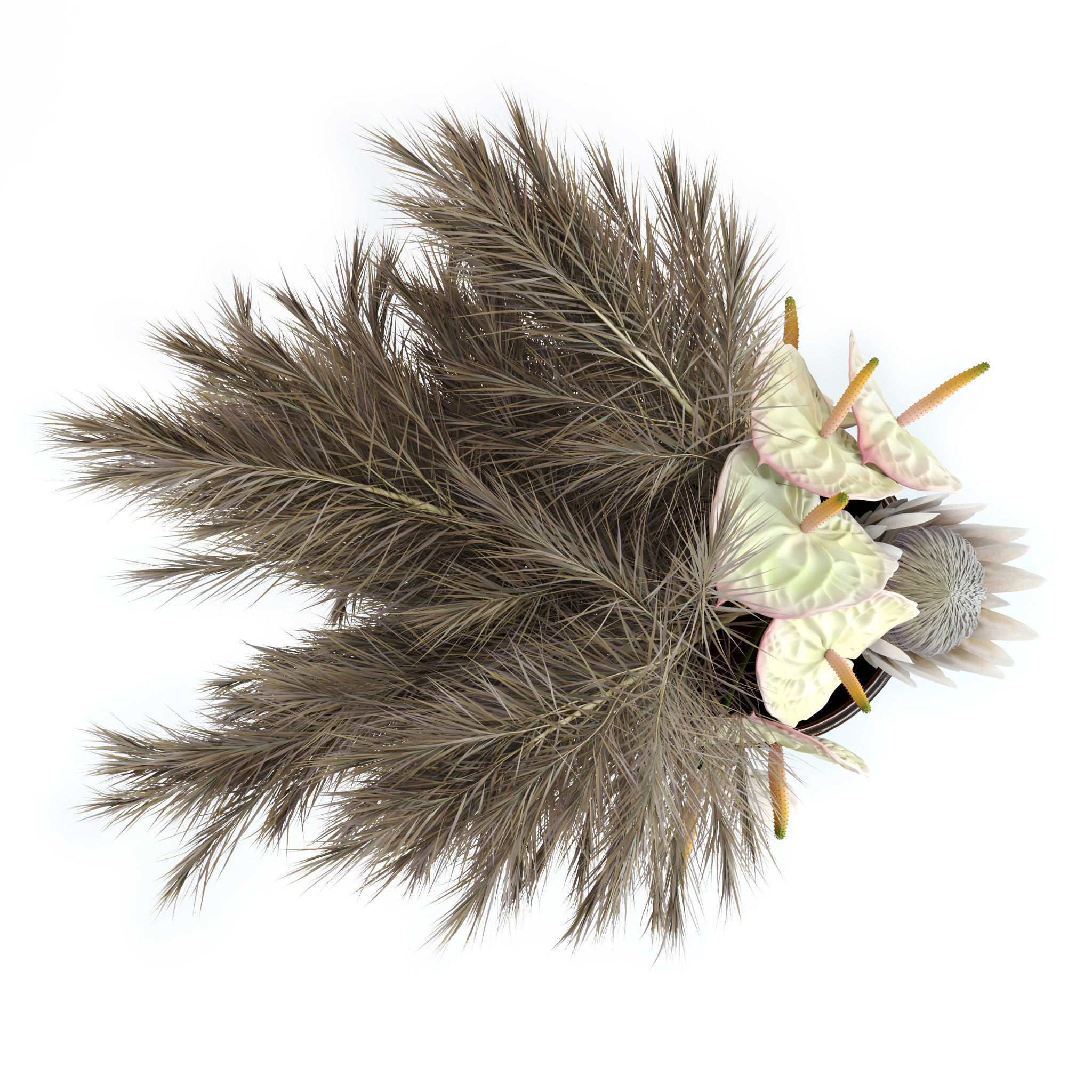 Anthuriums and Protea with Pampas grass 3D model_6