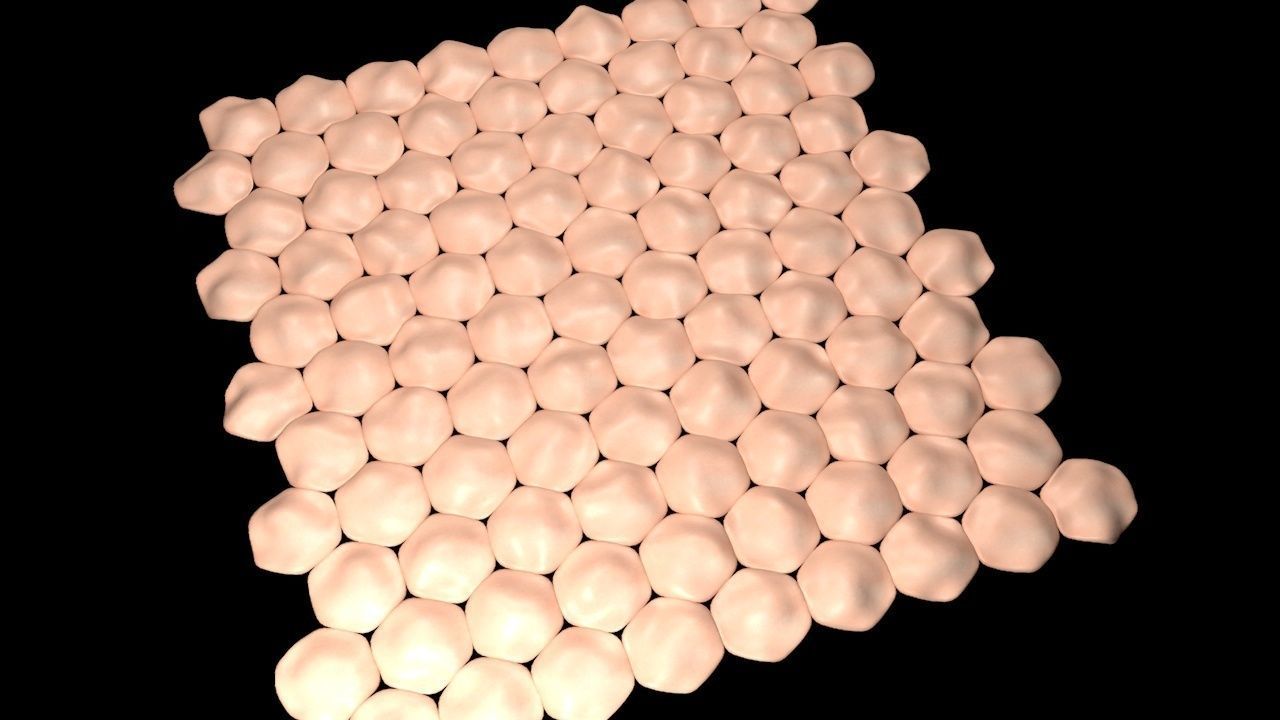 Human skin anatomy 3D model_4