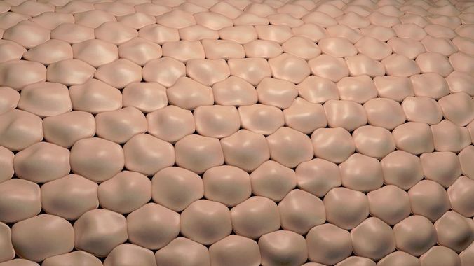 Human skin anatomy 3D model