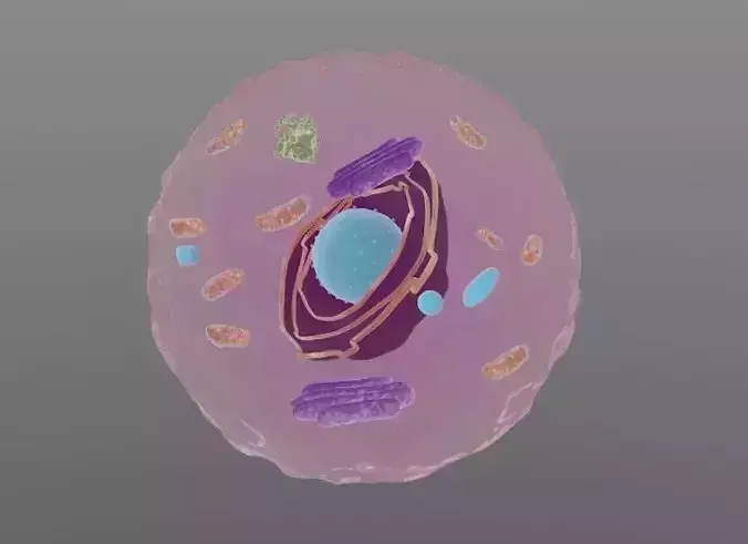 Animal cell 
