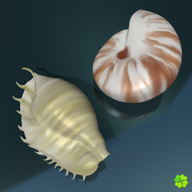 Realistic shells low poly shell Low-poly 3D model_8