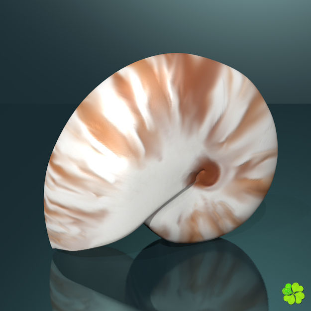Realistic shells low poly shell Low-poly 3D model_10