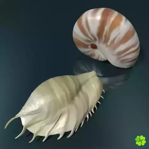 Realistic shells low poly shell Low-poly 3D model