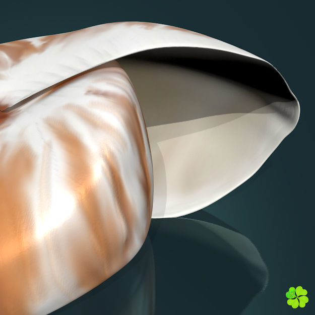 Realistic shells low poly shell Low-poly 3D model_14