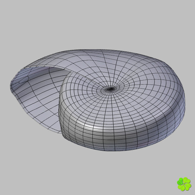 Realistic shells low poly shell Low-poly 3D model_30